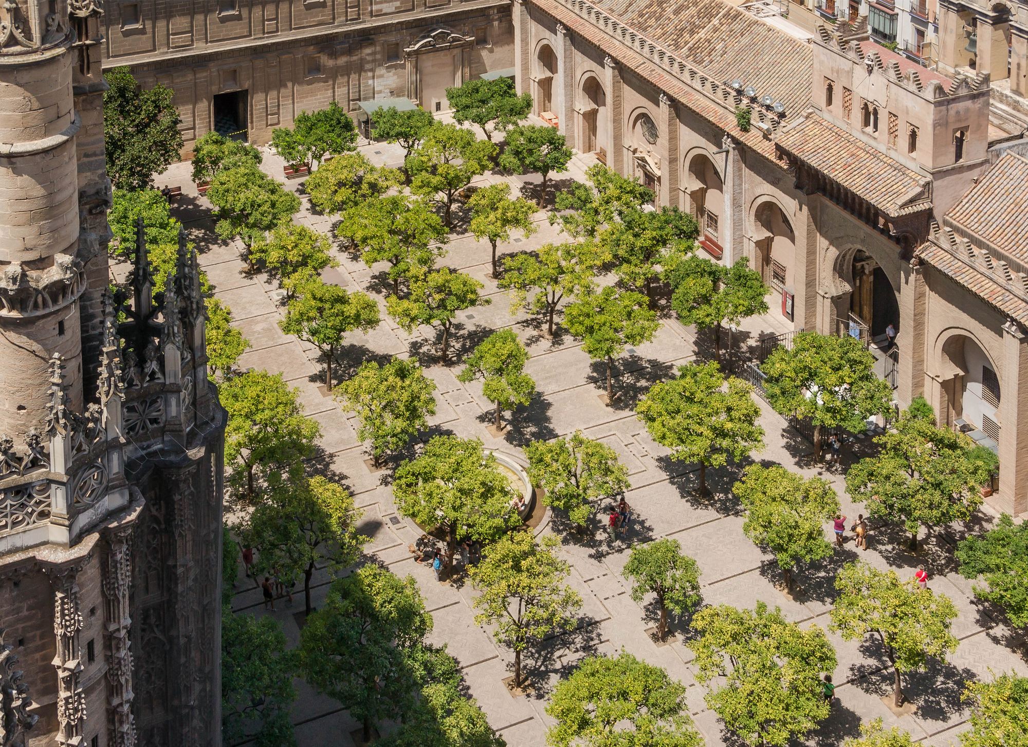 Orange trees in a courtyard